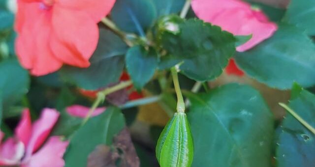 pistikevirág és magtok