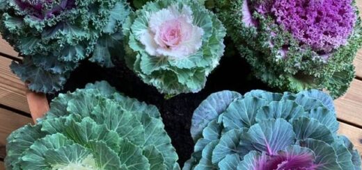 színes díszkáposzták