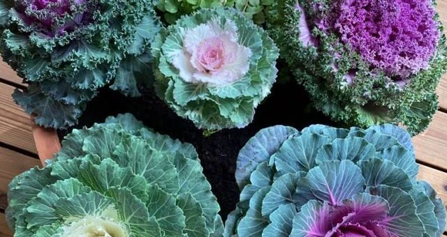 színes díszkáposzták