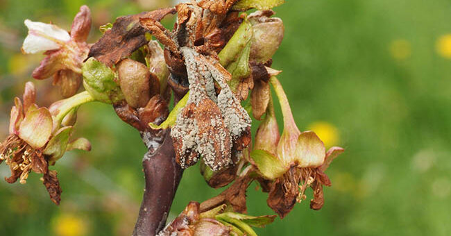 monília gombabetegség a gyümölcsfán