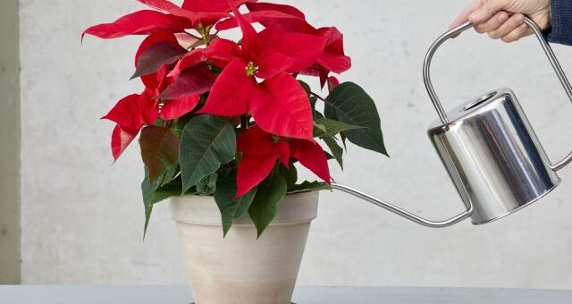 egy cserép piros mikulásvirág