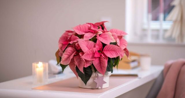 rózsaszín mikulásvirág