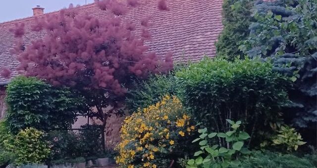 virágzó cserjék a kertben