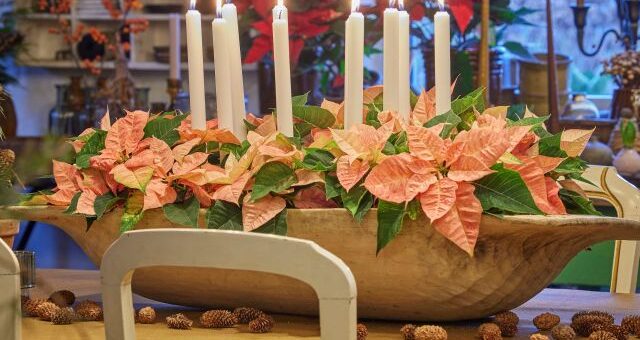 fények és mikulásvirág az adventi dekoráció középpontjában