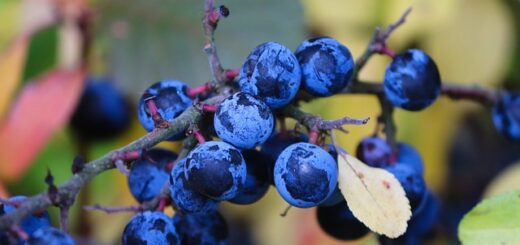 kék kökény bogyók