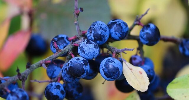 kék kökény bogyók