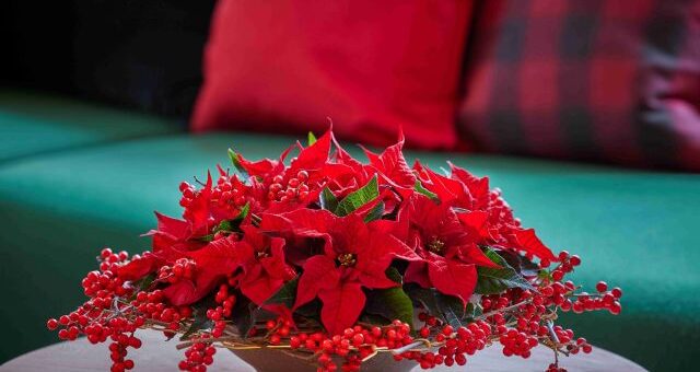 dekorációs ötletek mikulásvirággal