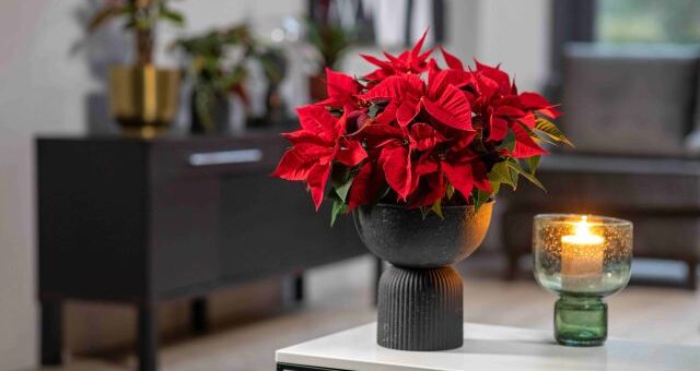 piros virágok karácsonyra
