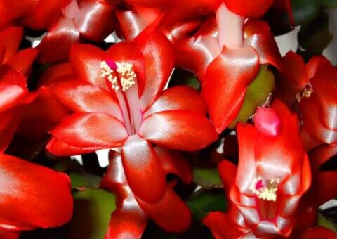 piros karácsonyi kaktusz