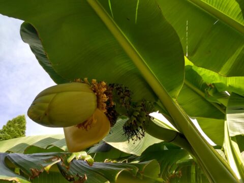 banán levele, virága és termése
