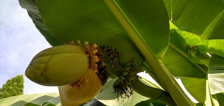 banán levele, virága és termése