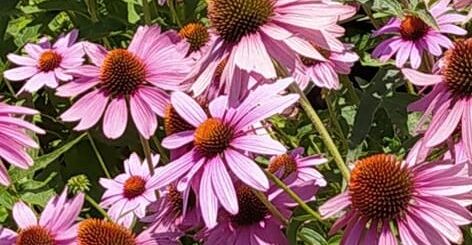 bíborlevelű kasvirág