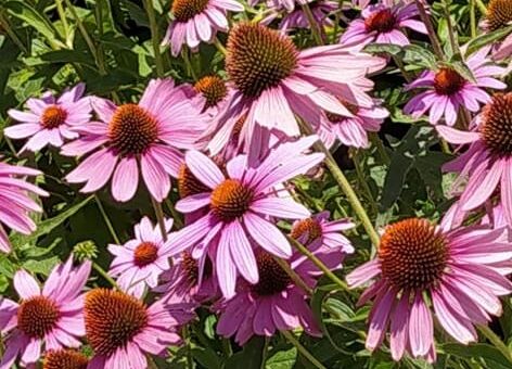 bíborlevelű kasvirág