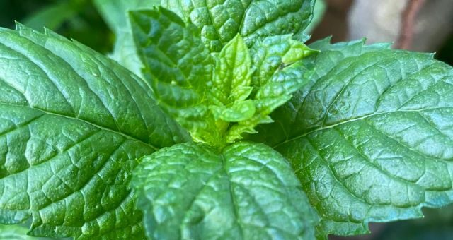 fodormenta sötétzöld levelei