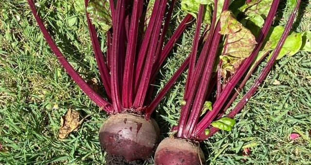 cékla szárával és levelével együtt
