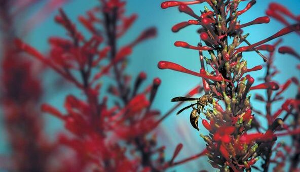 darázs piros virágon