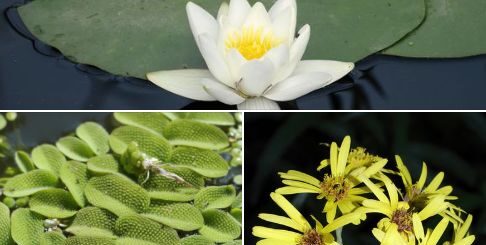 Év vadvirága 2024 nyertese : fehér tündérrózsa