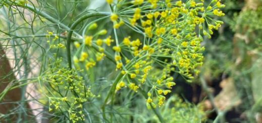 kapor virággal együtt