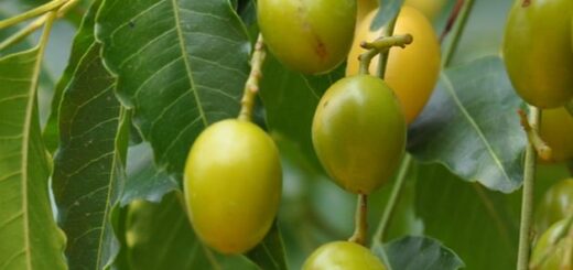 neem-fa termése a NEEMAZAL alapanyaga