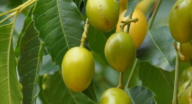 neem-fa termése a NEEMAZAL alapanyaga