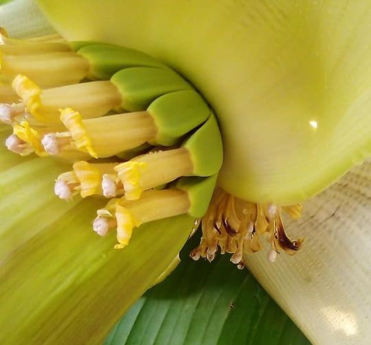 banán virága