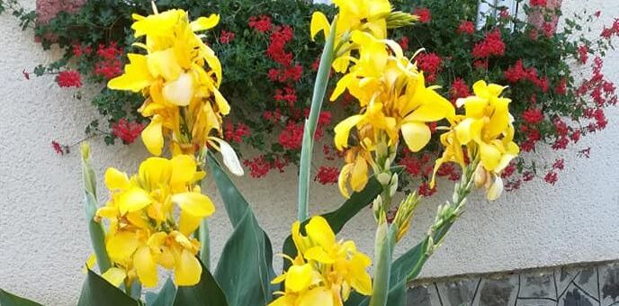 sárga kánna virág, rózsanád