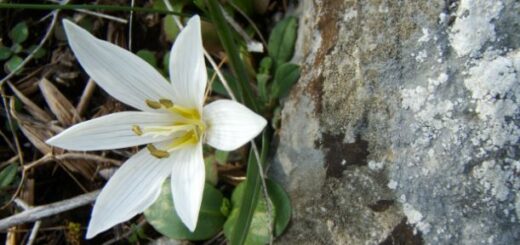 magyar kikerics fehér virága