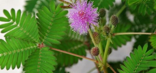 szemérmes mimóza (mimosa pudica)