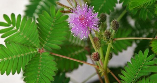 szemérmes mimóza (mimosa pudica)