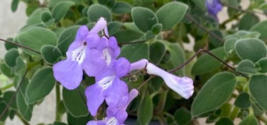 bolyhos napfénykóró lila színben