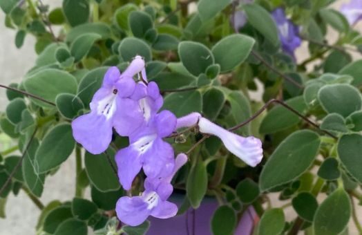 bolyhos napfénykóró lila színben