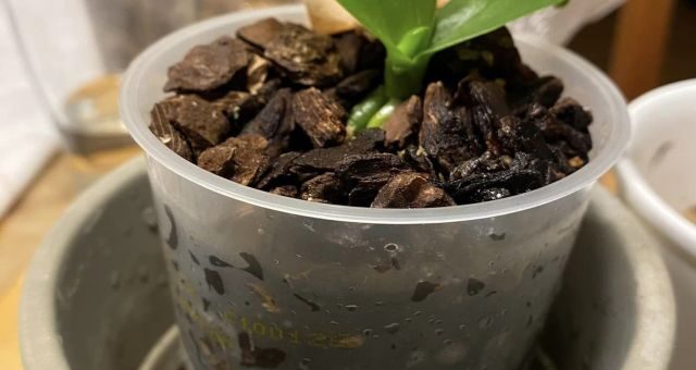 keiki sarj beültetve