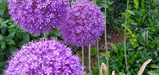 óriás hagyma - allium giganteum