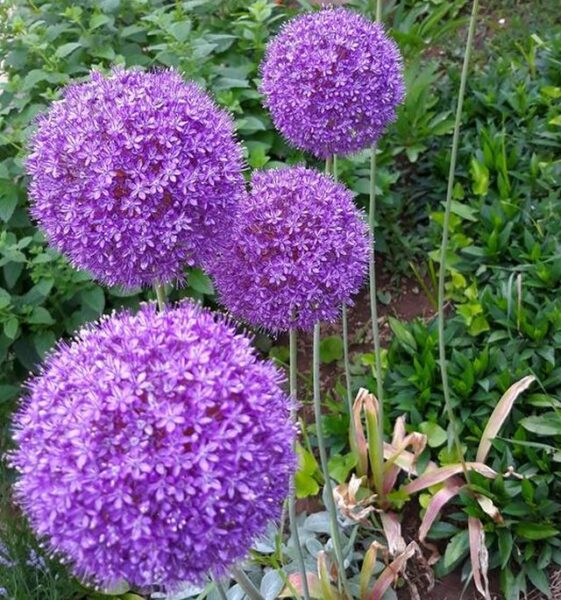 óriás hagyma - allium giganteum