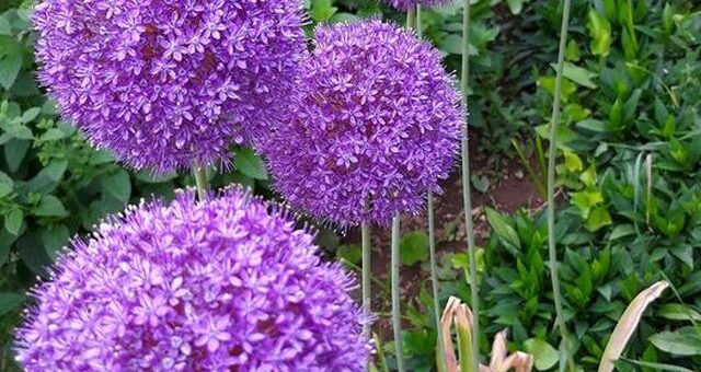 óriás hagyma - allium giganteum