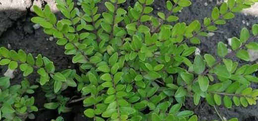 örökzöld mirtuszlonc