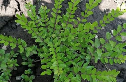 örökzöld mirtuszlonc