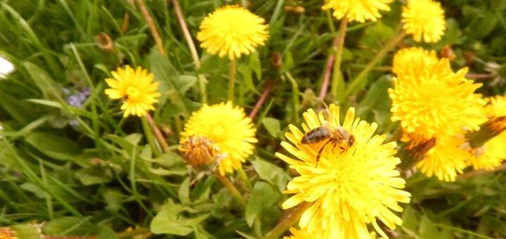 pongyola pitypang sárga virága