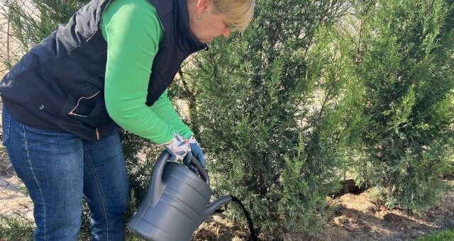 a füvesasszony kezeli a sövényeket