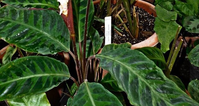 zebralevél fehér virággal