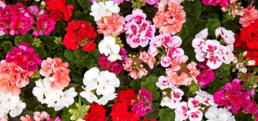 színpompás muskátlik