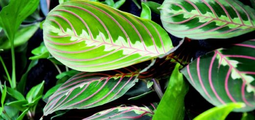 nyílgyökér vagy maranta