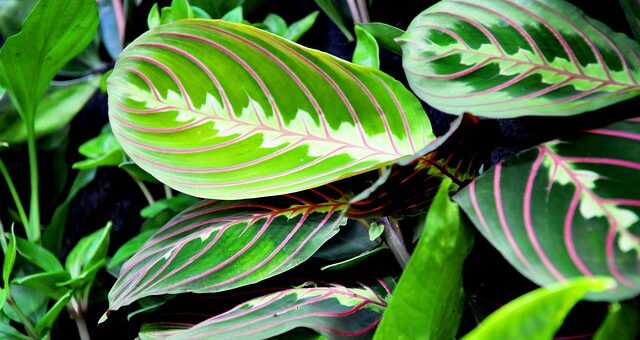 nyílgyökér vagy maranta