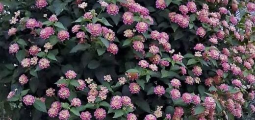 sétányrózsafa virágai