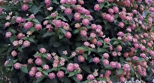 sétányrózsafa virágai