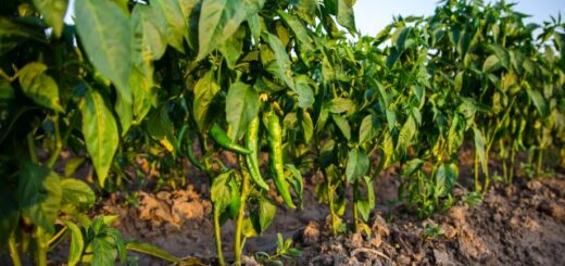 paprikatermesztés szabdföldben