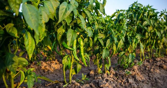 paprikatermesztés szabdföldben