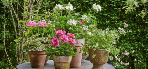 gyönyörű muskátlik asztalon