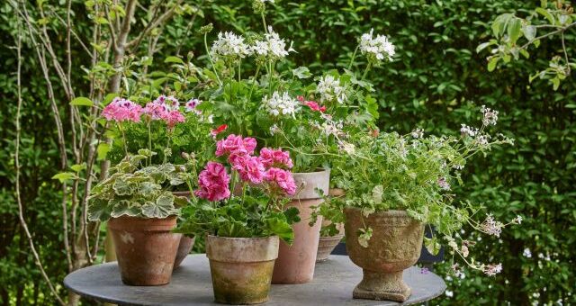 gyönyörű muskátlik asztalon