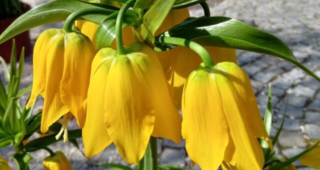 sárga virágú császárkorona